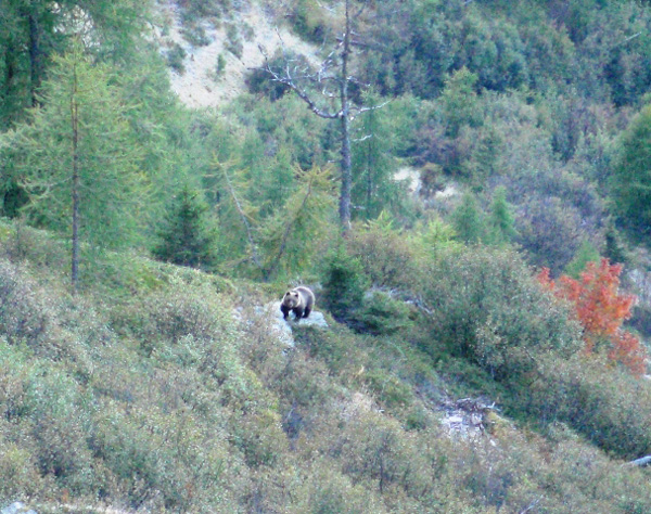 Orso.... in Val di Non (TN)